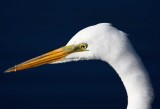 Great White Egret