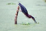 Green Heron