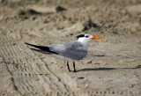 Royal Tern