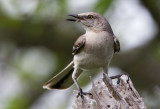 Northern Mockingbird