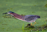 Green Heron