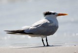 Royal Tern