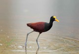 Northern Jacana