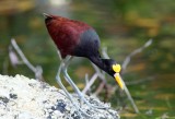 Northern Jacana