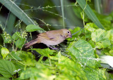 Yellow-faced Grassquit
