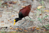 Northern Jacana