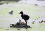 Common Gallinule Chick