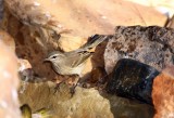 Palm Warbler