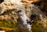 Northern Mockingbird