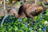 White Faced Ibis