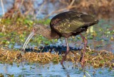 White Faced Ibis