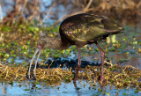 White Faced Ibis