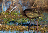 White Faced Ibis