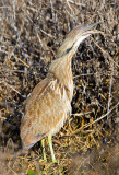 American Bittern