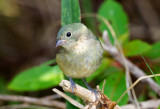 Painted Bunting (immature)