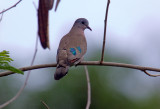 Emerald Spotted Wood Dove