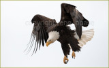 alaska eagles