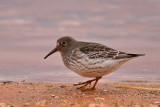 Purple Sandpiper