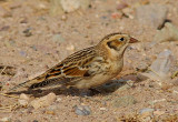 Lapland Longspur