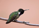 Costas Hummingbird