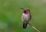 Broad-tailed Hummingbird