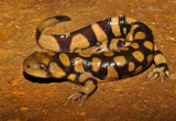Barred Tiger Salamander
