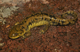 Arizona Tiger Salamander