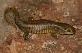 Arizona Tiger Salamander