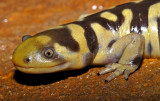 Barred Tiger Salamander