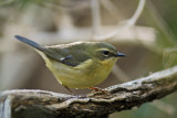 Black-throated Blue Warbler