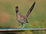 Greater Roadrunner