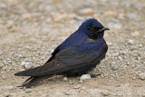 Purple Martin