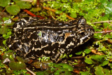 Black Toad