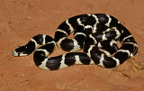 California Kingsnake