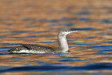 Red-throated Loon