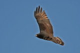 Zone-tailed Hawk