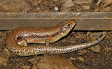 Great Plains Skink