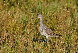 Greater Yellowlegs