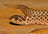 Plains Hog-nosed Snake