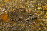 Blanchards Cricket Frog
