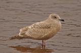 Thayers Gull  (first-cycle)