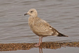 Thayers Gull  (first-cycle)