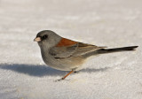 Dark-eyed Junco (gray-headed)