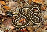 Western Black-necked Gartersnake