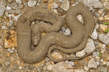 Northern Watersnake