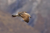 Western Gull