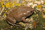 Western Narrow-mouthed Toad