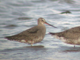 Hudsonian Godwits