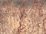 LeContes Sparrow