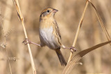 LeContes Sparrow